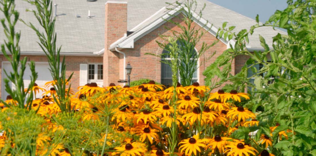 black eyed susan garden